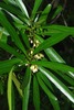 White-Stem Guarri - Photo (c) Linda Loffler, some rights reserved (CC BY-NC), uploaded by Linda Loffler