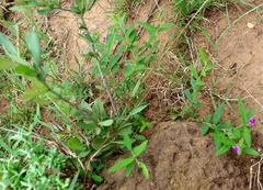Polygala uncinata