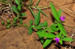 Polygala uncinata
