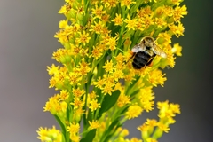 Bombus impatiens image