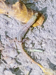 Sphaerodactylus glaucus image