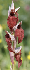 Serapias cordigera