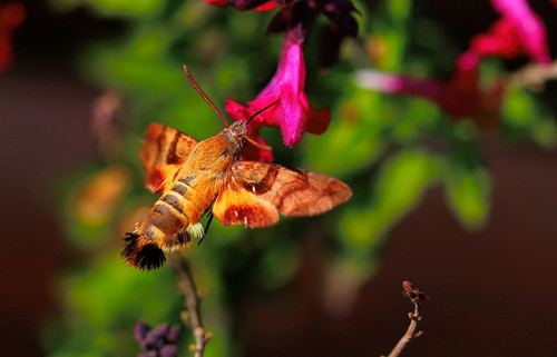 African Hummingbird Hawkmoth