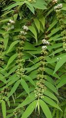 Callicarpa pilosissima