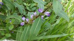 Hygrophila pogonocalyx