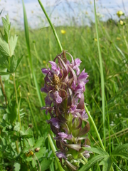Oxyopes heterophthalmus