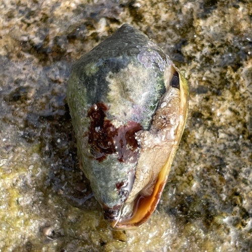 Mediterranean Cone Snail