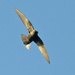 Black Swift - Photo (c) Steven Mlodinow, some rights reserved (CC BY-NC), uploaded by Steven Mlodinow