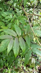 Sambucus williamsii