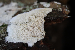 Dentipellis fragilis