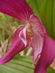Cypripedium macranthos