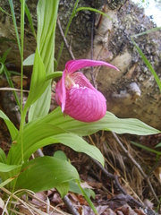 Cypripedium macranthos
