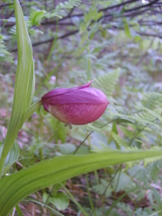 Cypripedium macranthos