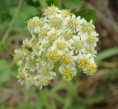 Microglossa mespilifolia