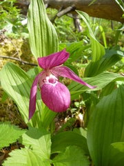 Cypripedium macranthos