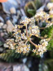 Aciphylleae