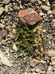 Aciphylleae