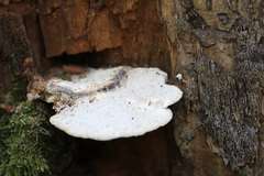 Calcipostia guttulata
