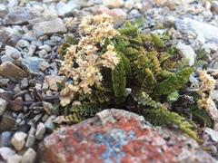 Aciphylleae