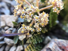 Aciphylleae