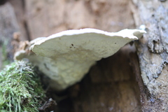 Calcipostia guttulata