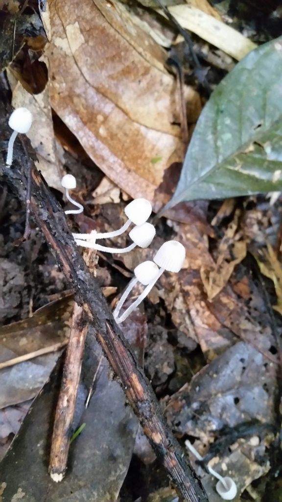 Coprinellus disseminatus