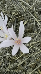 Colchicum hierosolymitanum