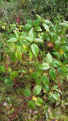 Oxyspora paniculata