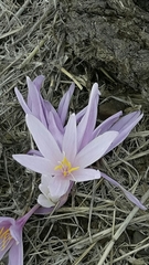 Colchicum hierosolymitanum