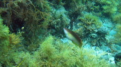 Austrolabrus maculatus