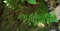 Cheilanthes hirta hirta