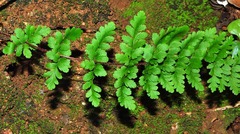 Cheilanthes hirta hirta