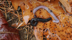 Orobdella tsushimensis