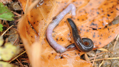 Orobdella tsushimensis