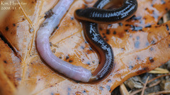 Orobdella tsushimensis