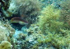 Austrolabrus maculatus