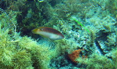 Austrolabrus maculatus