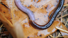 Orobdella tsushimensis