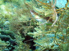 Austrolabrus maculatus