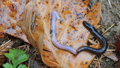 Orobdella tsushimensis