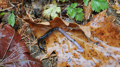 Orobdella tsushimensis