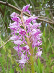 Orchis militaris