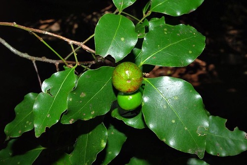 Cryptocarya woodii Engl.