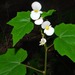 Begonia sonderiana - Photo 由 Linda Loffler 所上傳的 (c) Linda Loffler，保留部份權利CC BY-NC