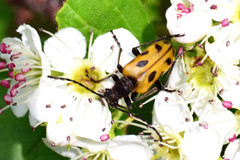 Brachyta interrogationis