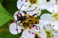 Brachyta interrogationis