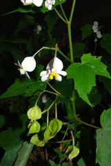 Begonia sonderiana image