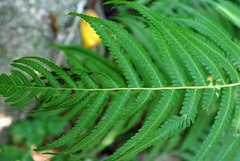 Christella gueintziana
