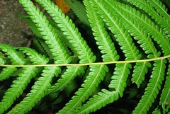 Christella gueintziana