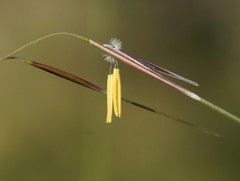 Austrostipa muelleri